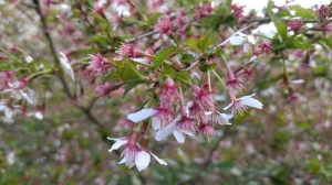 Ботанический сад объявил о начале цветения сакуры
