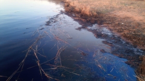 Трупы и нефть: третий день подряд в реках Ленобласти местные жители обнаруживают нежданные находки