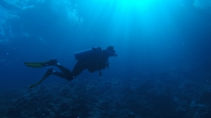 Впервые на видео сняли рыбу, обитающую на глубине более 8300 метров