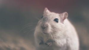 Ученые нашли ген долголетия у голых землекопов и продлили жизнь мышам