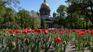 В Петербурге наступило время тюльпанов: 250 тысяч цветов распускаются по всему городу