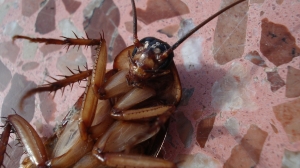Плюс одна фобия: таракан заполз в ухо жительницы Подмосковья, пока она спала