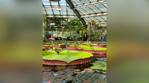 В Ботаническом саду Петра Великого с 30 мая откроется водная оранжерея