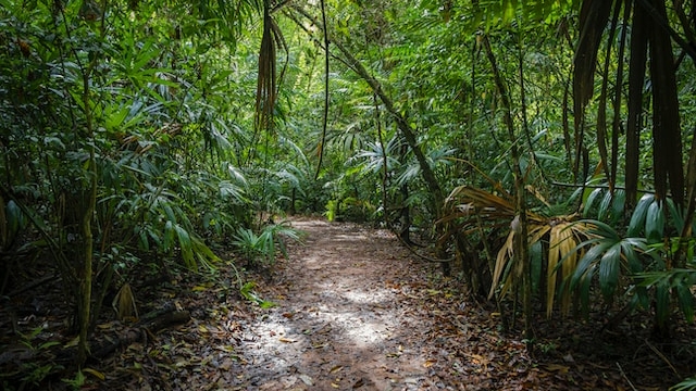Ученые: тропические леса из-за жары перестанут вырабатывать кислород