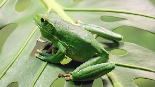 Ученые Колумбии открыли новый подвид прозрачных лягушек с зелеными костями