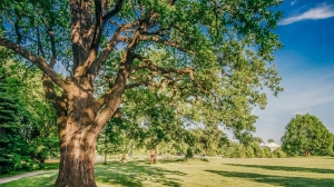 Петербургский дуб вошел в тройку лидеров на конкурсе «Российское дерево года – 2023»