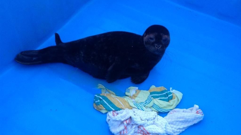 Специалисты раскрыли новые имена спасенных нерп и тюленят
