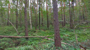 Петербургские подростки заманили девочку для убийства в лесополосу под предлогом снять интервью