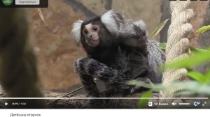 У пары маленьких обезьян-игрунок в Ленинградском зоопарке пополнение