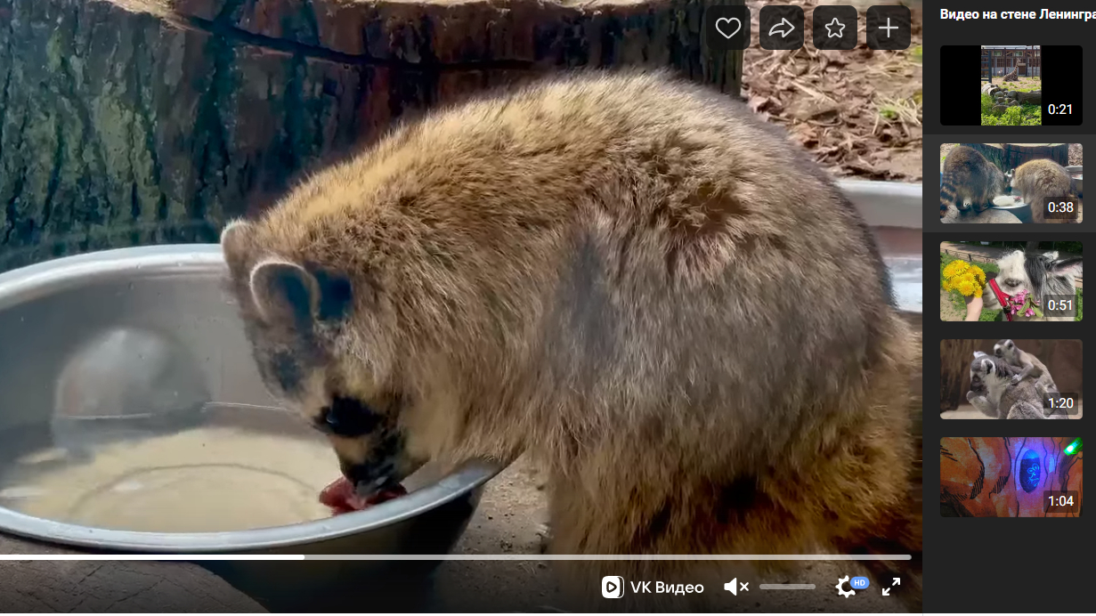 В Ленинградском зоопарке показали, как еноты-полоскуны Молли и Фунтик старательно промывают кусочки мяса в тазике с водой