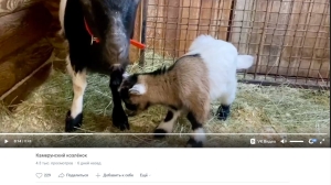 Специалисты Ленинградского зоопарка показали новорожденного карликового козленка