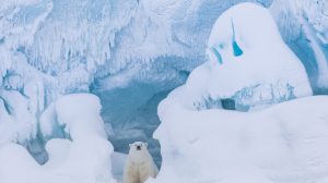 Освоение Арктики и забота о белых медведях: «Роснефть» помогает сохранить планету