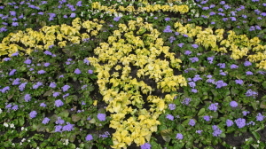 В Александровском саду стартовал ежегодный Фестиваль цветов