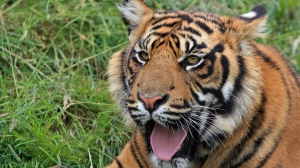 Путин особо поблагодарил волонтеров, ученых и егерей за помощь амурским тиграм