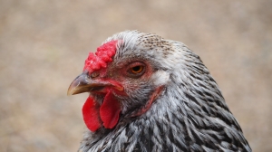 Налоговая служба взялась за птицефабрику «Лебяжье» в Ленобласти
