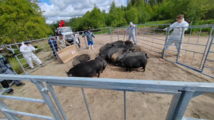 На территорию Выборгского района нелегально завезли свиней с трихинеллезом