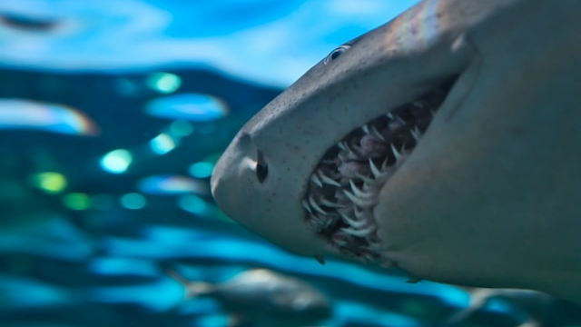 В Испании турист пережил нападение акулы, покупался и на своих двух дошел до медпункта