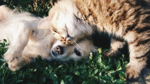 Владельцев собак и кошек могут заставить платить налоги и регистрировать животных