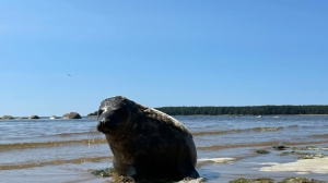 Спасенные и подлеченные тюлени Дамбик, Пасха и Выборгуша вернулись в Балтийское море