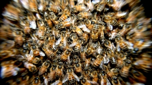 Рейс Петербург-Казань отложили из-за нашествия пчел: насекомые атаковали самолет во время посадки пассажиров