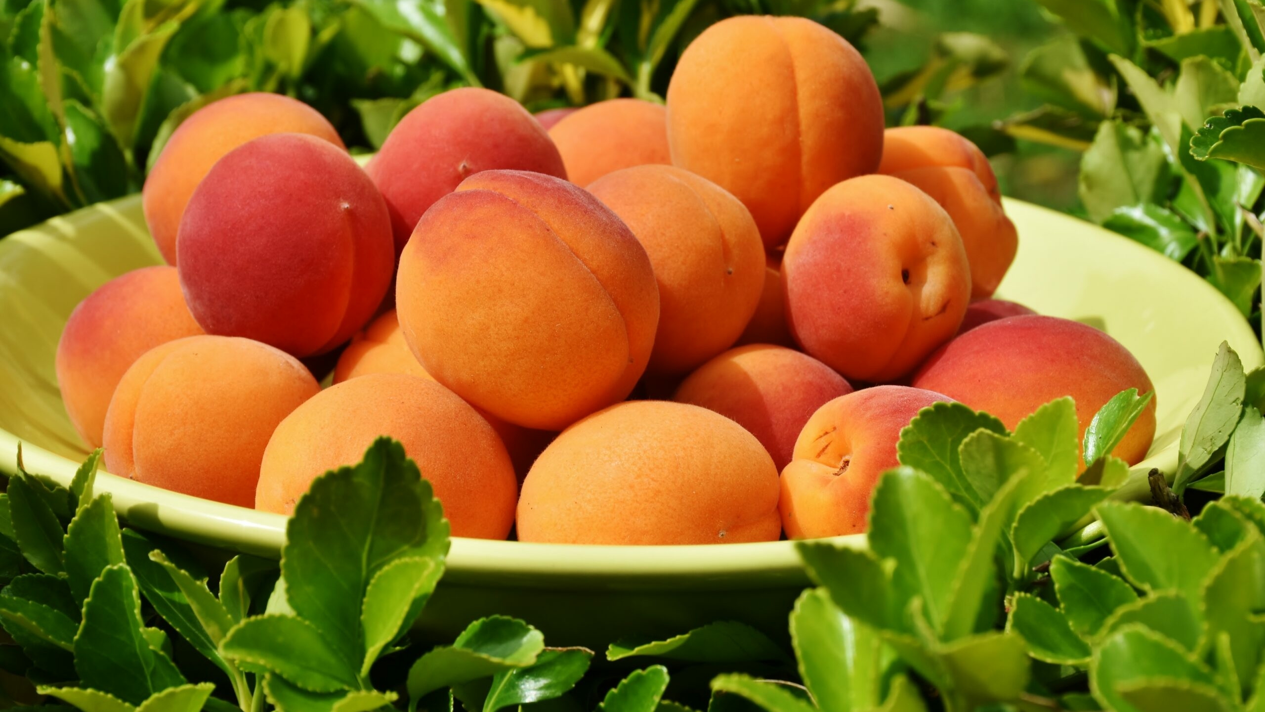 Роспотребнадзор рассказал, как употребление абрикоса влияет на здоровье