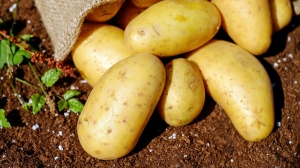 Гнилая картошка «задушила» двух мужчин в гараже во Владивостоке