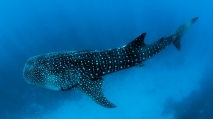 Опубликованы уникальные кадры трапезы китовой акулы у берегов Мексики