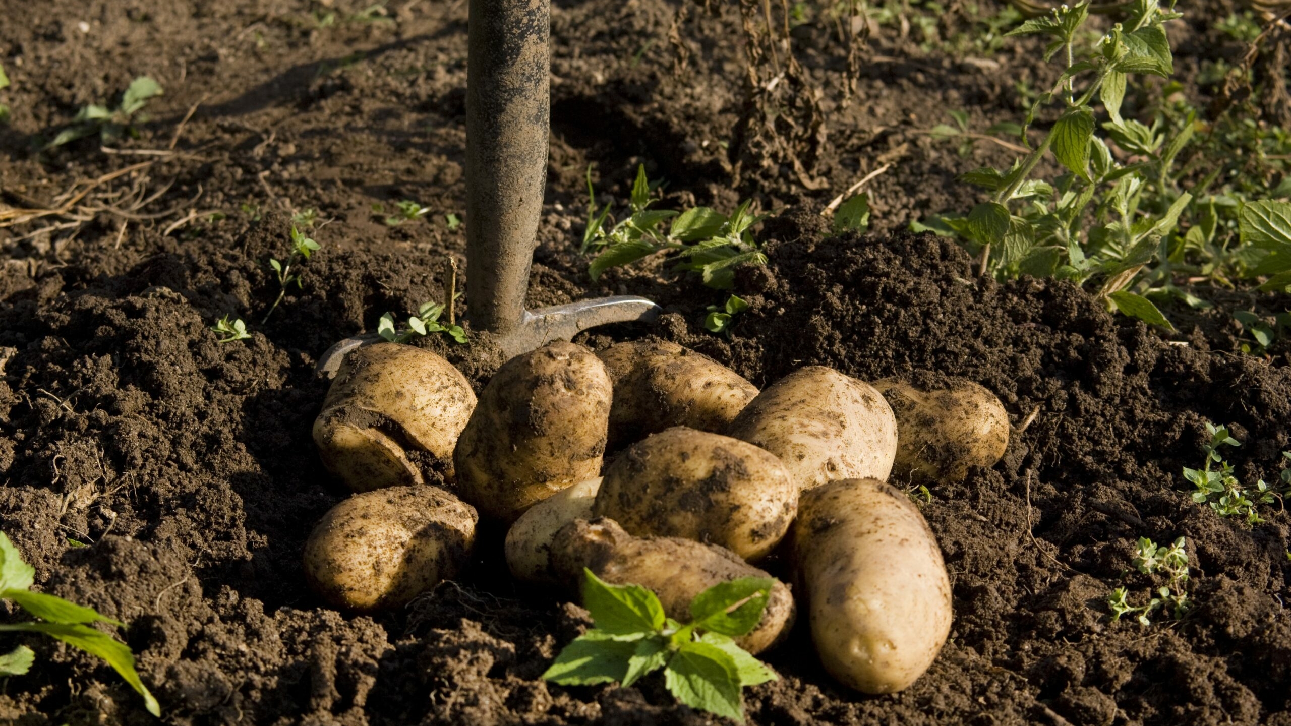 Первый урожай картофеля. Растет в высоту снизу картошка.