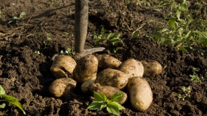 В Гатчинском районе полиция задержала мужчину, насмерть задавившего пожилую воровку картофеля у деревни Шаглино