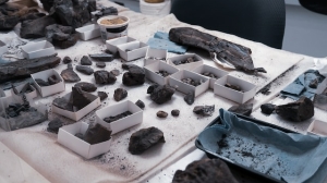 Носорог и мамонт: палеонтологи нашли в Якутии останки древних животных