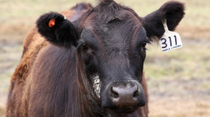 Ничего не жалко: для быков-производителей в Тярлево закупят дорогостоящие яйца