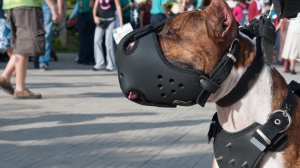 Петербургские депутаты предложили ввести по всей стране штрафы за выгул собак без намордников
