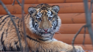«Петербургский дневник» возьмет опеку над тигром Зевсом из Ленинградского зоопарка