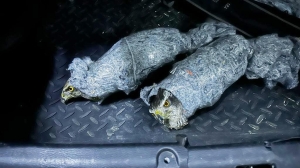 Таможня нашла двух редких хищников, замотанных в ткань в багажнике выезжающей в Абхазию машины