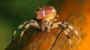 Биолог Красненко рассказал россиянам правду об угрозе ядовитых пауков с юга страны