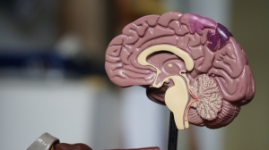 Ученые из Петербурга создали алгоритм моделирования человеческого мозга
