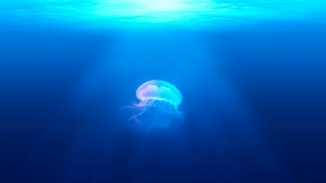 Древние как мир: найдены окаменелости первых медуз Земли