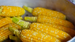 Петербуржцам рассказали о положительном влиянии кукурузы на зрение и иммунную систему