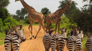 Единственный на Земле сетчатый жираф без пятен родился в США