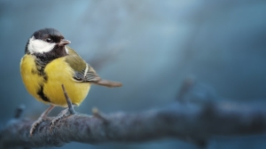 Пытаясь изучать голоса синиц, японский ученый впустую носил голову птицы целый год