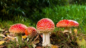 В Ленобласти нашли несъедобный «кровавый» гриб