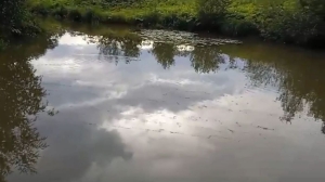 Росприроднадзор взял на контроль ситуацию с загрязненной рекой Оккервиль в Кудрово