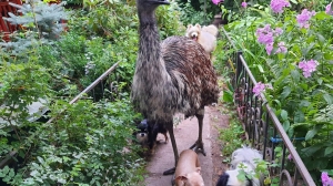 Сбежавшего от пожара страуса Степу нашли и везут домой в СНТ Ромашка