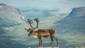 Норвежские олени объели в заповеднике Мурманской области лишайник на 420 млн