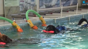 Настоящие друзья: петербуржцам рассказали о процессе обучения собак спасению на воде