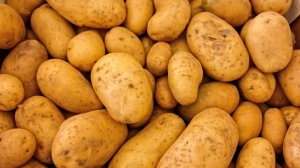 В День картофеля петербуржцам рассказали о его полезных свойствах
