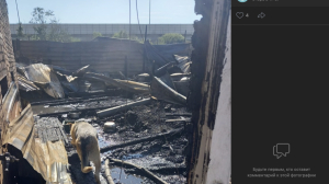 Петербургский приют со сгоревшими заживо собаками просит о помощи