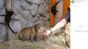 В Ленинградском зоопарке рассказали о состоянии спасенного детеныша капибары Капитоши