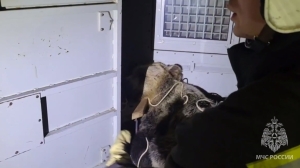 Медведь-людоед на Сахалине: жители Дальнего Востока напуганы видео, где дикий хищник доедает человека