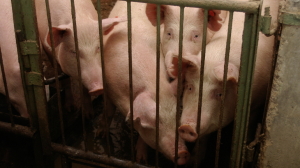 На Кубани из-за вспышки африканской чумы уничтожат более 12 тысяч свиней